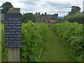 SO4465 : Vineyard, Croft Castle, Herefordshire by Robin Drayton
