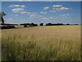 TL2078 : Wheat field by Hugh Venables