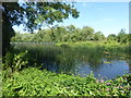 River Colne alongside Cricketfield Road