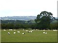 Field with sheep near Sewell House