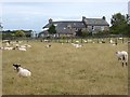 Field with sheep at Stone House