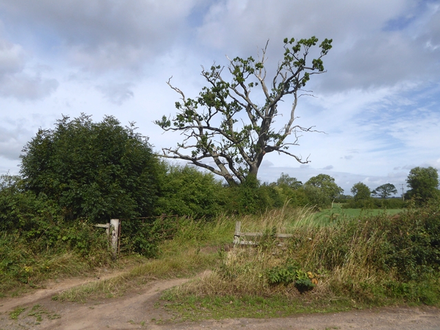Gateway and tree near Ivegill