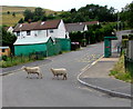 Sheep crossing Heol Iago, Fochriw