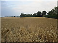 Wheatfield near Withernsea