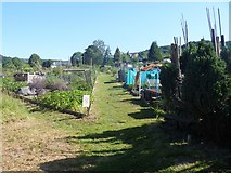 SK2381 : Through the allotments by Michael Dibb