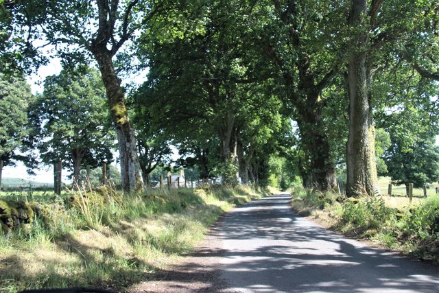Shady road to Muthill at Straid