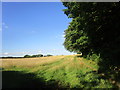 Footpath alongsode Old Plantation