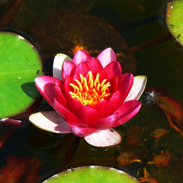 Water lily, ornamental pond, Great Chalfield Manor, Wiltshire