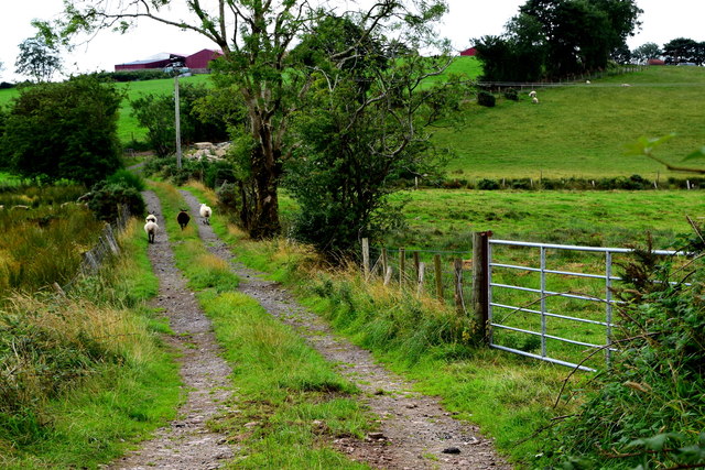 Lane and sheep, Bancran