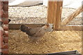 View of chickens in Deen City Farm #2