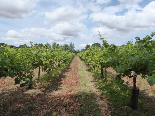 Vines at Shawsgate Vineyard