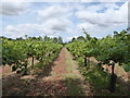 TM2965 : Vines at Shawsgate Vineyard by Chris Holifield