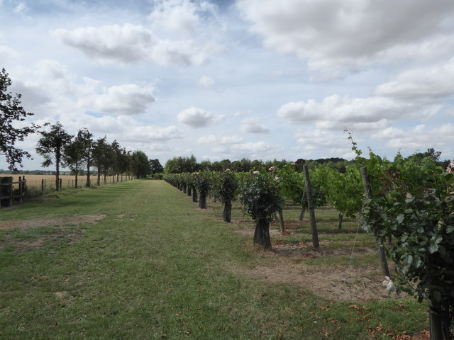 Shawsgate Vineyard