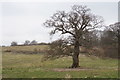 Fine tree in winter garb