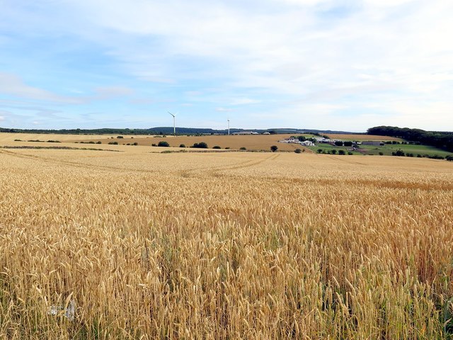 Ripe wheat crop on Dowfold Hill