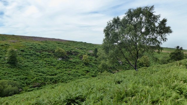 Moorland birch