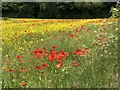 Poppies in rapeseed field, Littletown