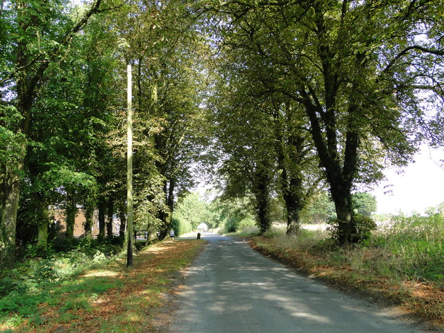Avenue of trees by Wood Farm, Attleborough Hills