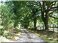 Tree-lined track to Ivy House Farm