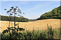 Towards Horse Wood