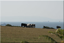 SS9567 : Cattle by the coast by Bill Boaden