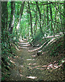 Green Lane in Bois Wood