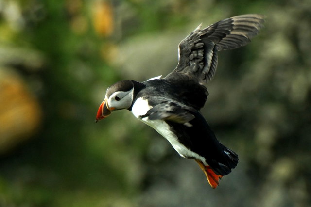 Puffin (Fratercula arctica) in flight, Sothers Geo, Hermaness