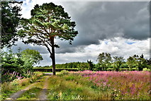 H4767 : Scots pine, Drumconnelly by Kenneth  Allen
