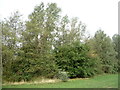 Trees beside the Burnley to Colne Railway