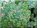 NZ1165 : Tar spot on sycamore leaf (Rhytisma acerinum), West Wood by Andrew Curtis