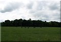 Looking west from the A713 across the fields