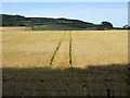 Tracks in barley field