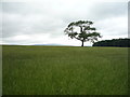 Grassland and tree near Shuttleworth Hall