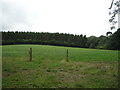 Grazing towards woodland, Ellenthorpe