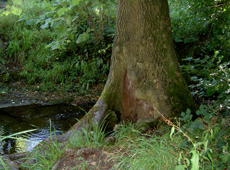 A shrouding tree © Neil Owen cc-by-sa/2.0 :: Geograph Britain and Ireland