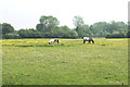 Grazing amongst buttercups