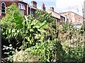 St Benedicts View - Grapes Hill Community Garden