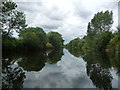 Trees along the River Ure