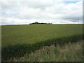 Hillside grazing, Crow Park Hill