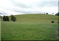 Grazing near Greengates