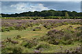 Distant cattle and woodland on Red Shoot Plain