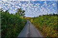 Mid Devon : Downhayne Hill