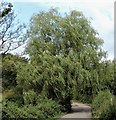 Weeping willow beside Rocks Lane, Westfield