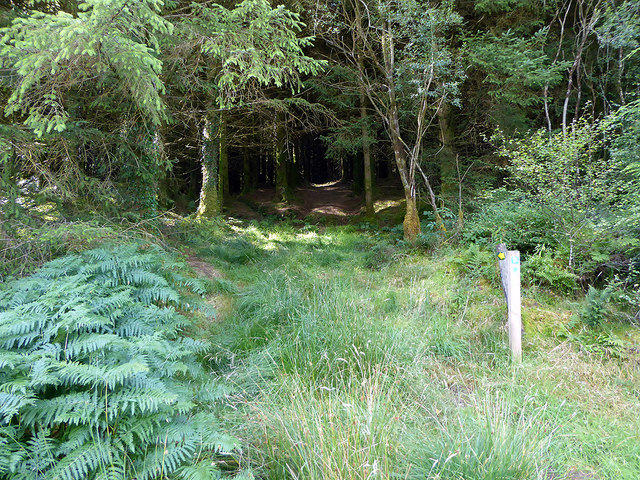 Waymarked footpath through the forest to Hafotty