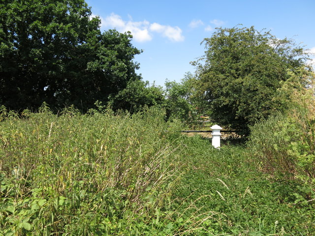 Dense vegetation by Walton Lane