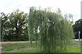 Willow tree by Petworth Road, Wormley