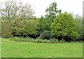 Japanese knotweed in Oaklands Park, Sedlescombe