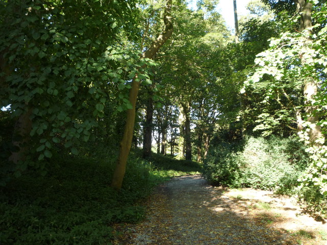 Path in Mill Wood