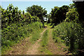 Footpath to Ripon