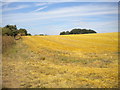 Field north of Breadsall Hilltop (2)